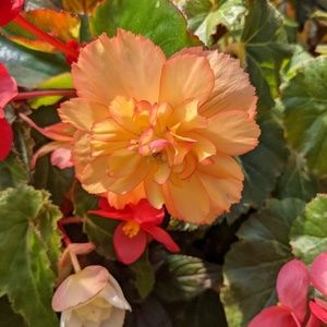 Meet your Posher, Pam